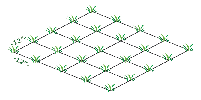 Zoysia Planting Grid
